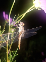 Odonata