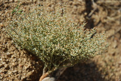 Eriogonum nidularium