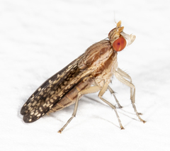 Trypetoptera canadensis