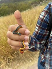 Diadophis punctatus regalis