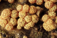 Thyronectria aurigera