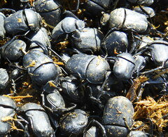 Gymnopleurus mopsus
