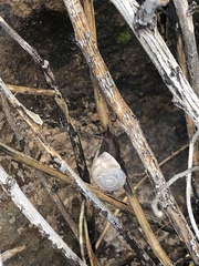 Sonorella allynsmithi