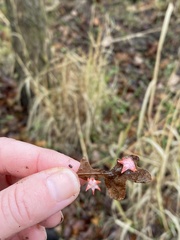 Cynips douglasii