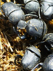 Gymnopleurus mopsus