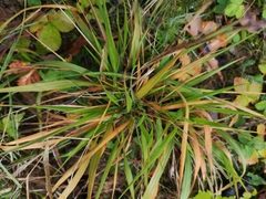 Brachypodium sylvaticum