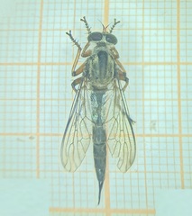 Clephydroneura