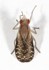 Trypetoptera canadensis