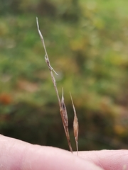 Brachypodium sylvaticum