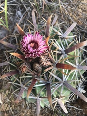 Ferocactus recurvus