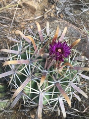 Ferocactus recurvus