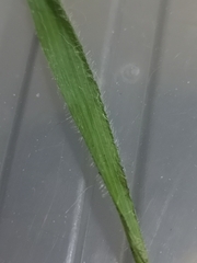 Brachypodium sylvaticum