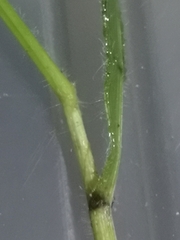 Brachypodium sylvaticum