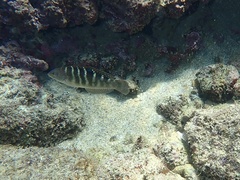 Halichoeres notospilus