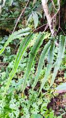 Gleicheniaceae