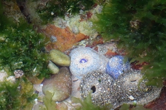Bunodactis reynaudi