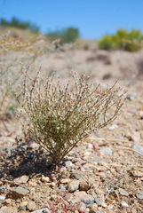 Eriogonum nidularium