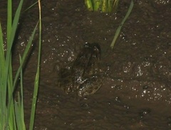 Fejervarya cancrivora