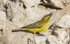 Crithagra flaviventris