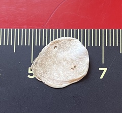 Crepidula plana