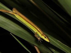 Takydromus sexlineatus