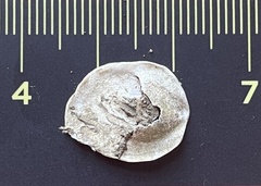 Crepidula plana