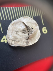 Crepidula plana