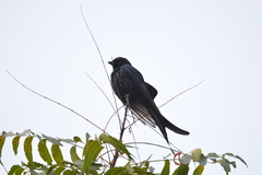 Dicrurus macrocercus