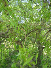 Salix babylonica tortuosa