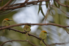 Merops orientalis