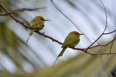 Merops orientalis