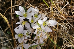 Colchicum hungaricum