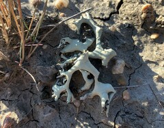 Xanthoparmelia chlorochroa