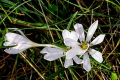 Colchicum hungaricum