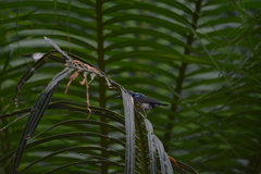 Cinnyris asiaticus