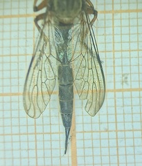 Clephydroneura