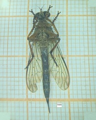 Clephydroneura