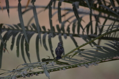Cinnyris asiaticus