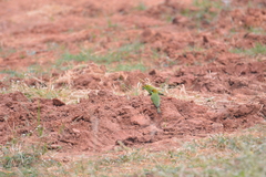 Merops orientalis