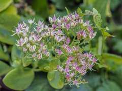 Hylotelephium spectabile