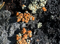 Rhizoplaca chrysoleuca