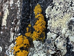 Candelariella rosulans