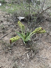 Ledebouria zebrina