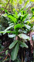 Heliconia latispatha