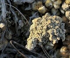 Rhizoplaca chrysoleuca