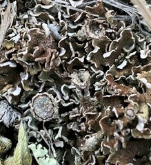 Peltigera rufescens