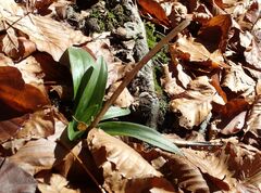 Orchis anthropophora