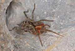 Agelena labyrinthica