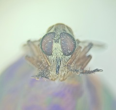 Clephydroneura