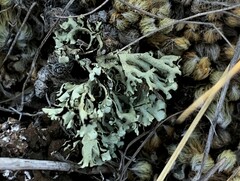 Xanthoparmelia chlorochroa